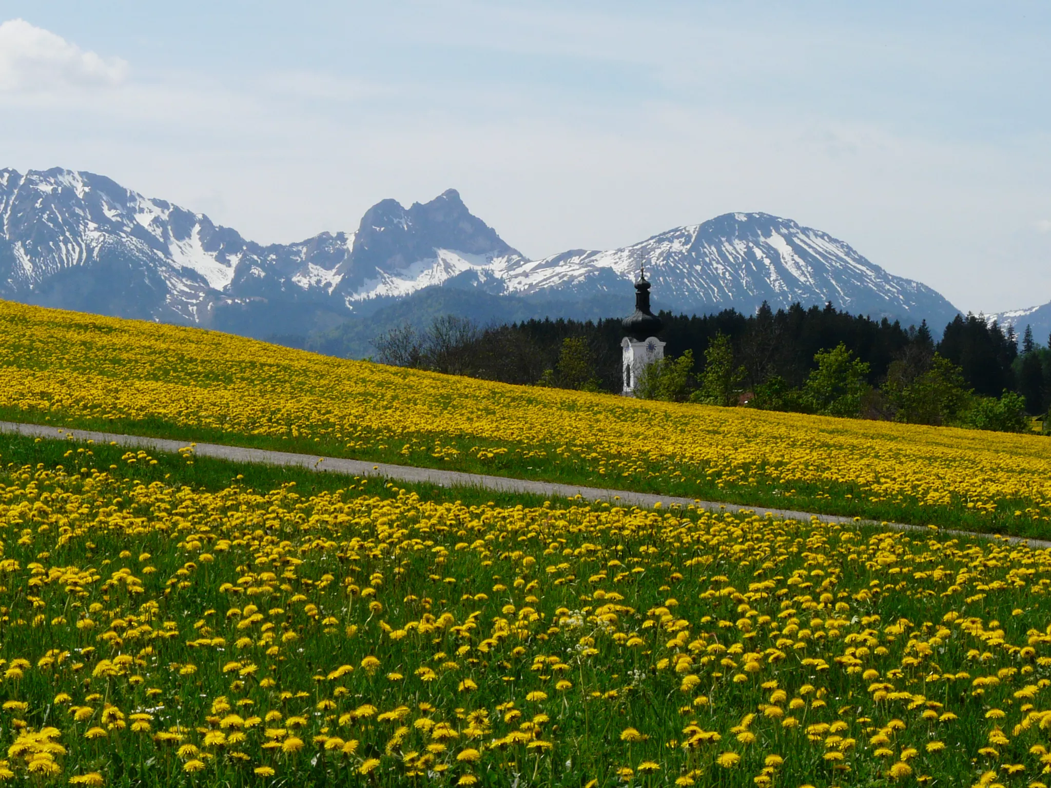 Ein weites Feld gelber Löwenzahnblüten erstreckt sich über den Vordergrund, im Hintergrund schneebedeckte Berge unter einem teilweise bewölkten Himmel. Ein schmaler Pfad schlängelt sich durch das Feld und am Horizont sind ein paar grüne Bäume zu sehen.